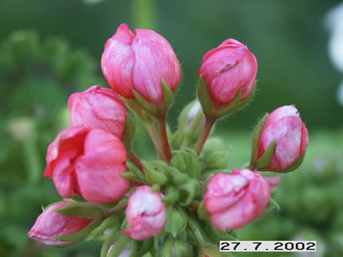 Patrica Andrea - Tulpan- och Fingerpelargoner .