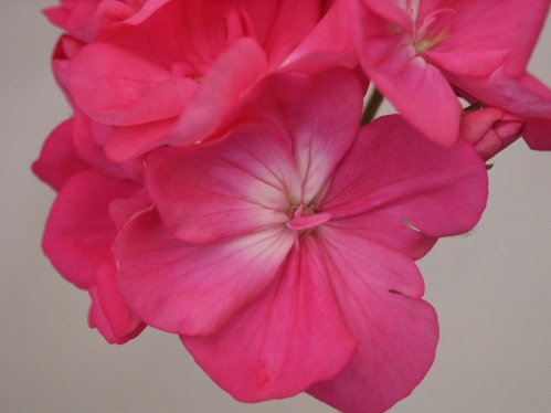 Patience - Zonalpelargoner.