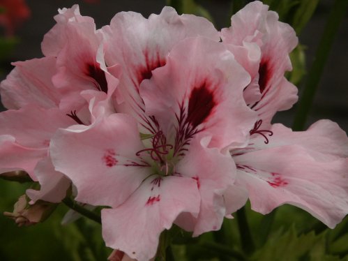 Peach Princess - Engelskapelargoner.