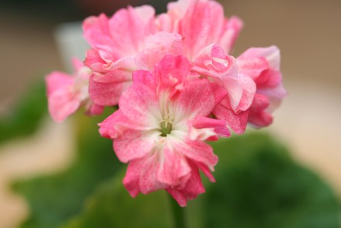 Pebbles - Mini- och Dv�rgpelargoner.