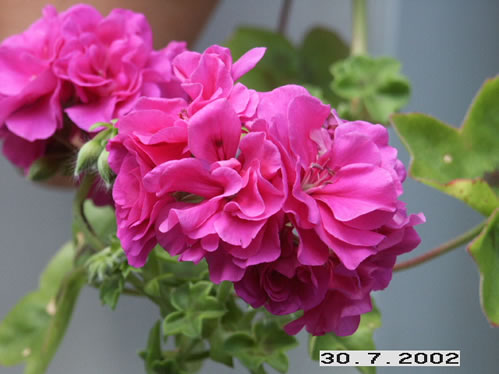 Pelfi Belladonna - H�ngpelargoner.