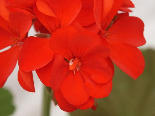 Pelfi Samba - Zonalpelargoner.