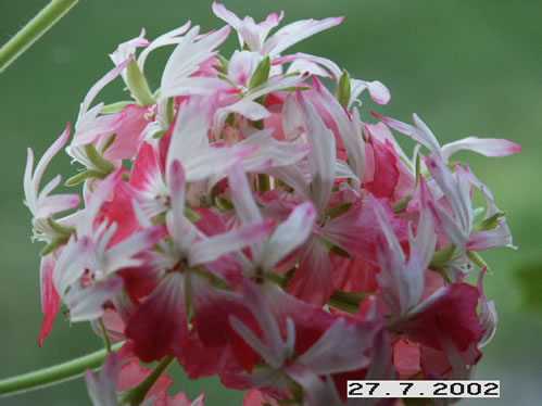 Pepparmint Star - Stj�rnpelargoner.