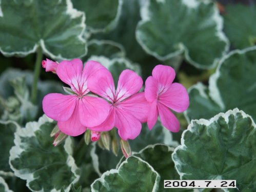 Petals - Brokbladiga pelargoner .