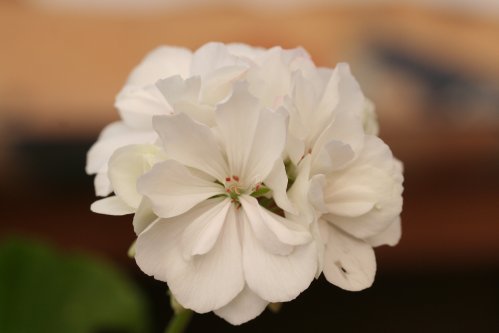 Petite Blanche - Mini- och Dv�rgpelargoner.