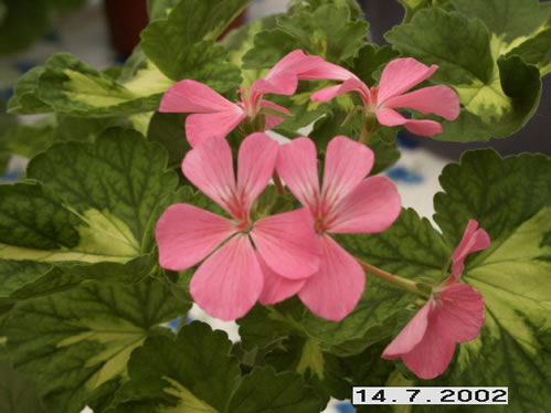 Pink Happy Thought - Brokbladiga pelargoner .