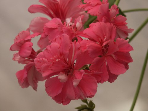 Pink Carnation - H�ngpelargoner.