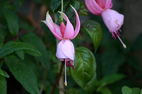 Pink Galore - H�ngande Fuchsia.