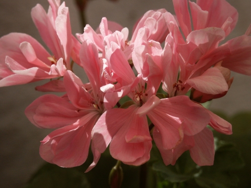 Pink Ice - Mini- och Dv�rgpelargoner.