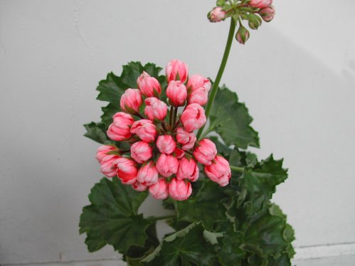 Pink Pandora - Tulpan- och Fingerpelargoner .