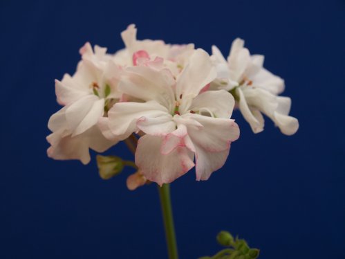 Pink Snow - Mini- och Dv�rgpelargoner.