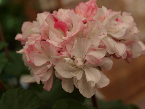 Pink Splash - Mini- och Dv�rgpelargoner.