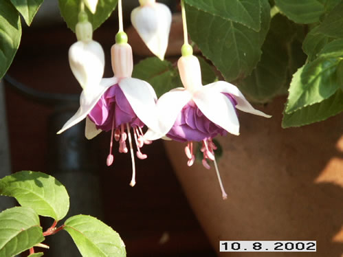 Pinto De Blue - Halvh�ngande Fuchsia.