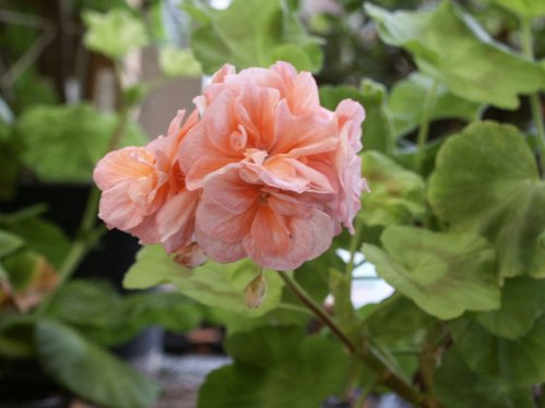 Pippa - Gyllenbladiga pelargoner.