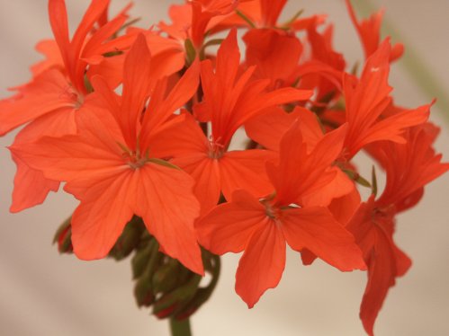 Pixie Glow - Stj�rnpelargoner.