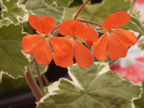Platina - Brokbladiga pelargoner .