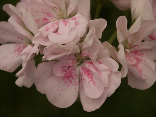 Plenty - �gg- och F�gel�ggspelargoner.