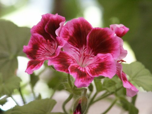 Pluto - �nglapelargoner.