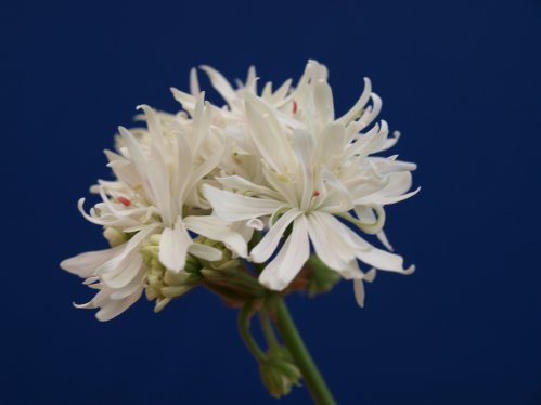 Polestar - Stj�rnpelargoner.