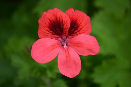 Polka - Unikpelargoner.