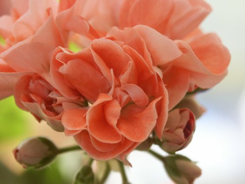 Powder Puff - Mini- och Dv�rgpelargoner.