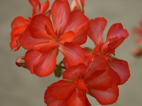 Harlequin Pretty Girl  - Hybrider.