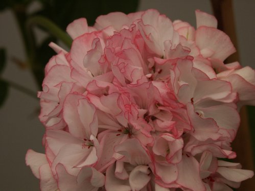Pretty Peticoat - Zonalpelargoner.