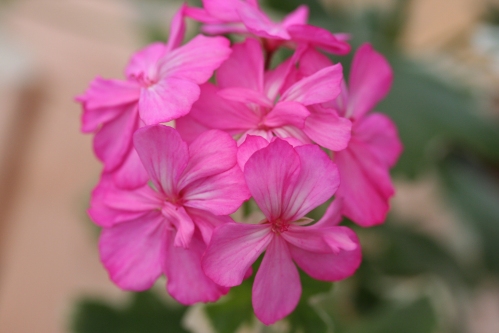 Princess Alexandra - Brokbladiga pelargoner .