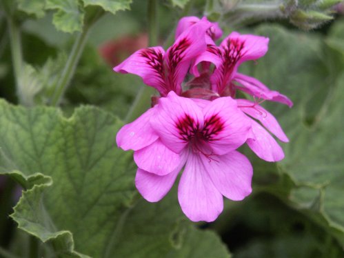 Purple Unique - Unikpelargoner.