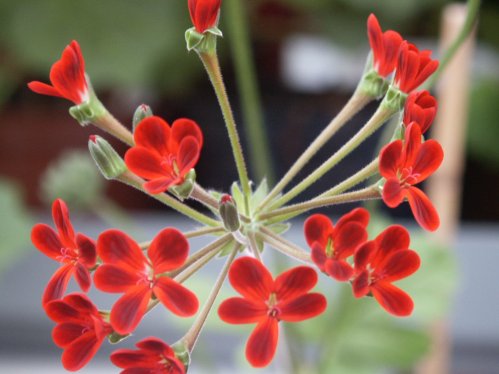P. x Ardens - Hybrider.
