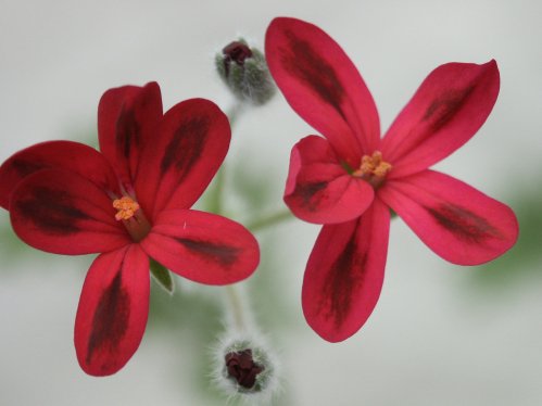P. x Schottii - Hybrider.
