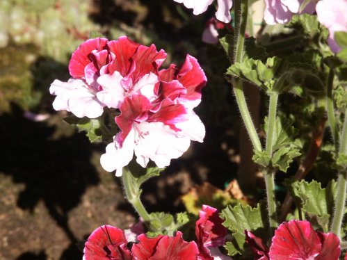 Quantock Marjorie - �nglapelargoner.