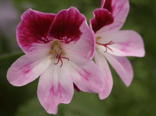 Quantock Matty - �nglapelargoner.