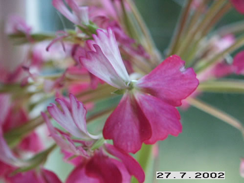 Queen Ester - Stj�rnpelargoner.