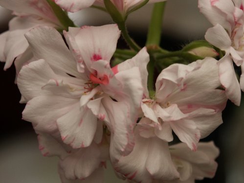 Queen Of Hearts - Hybrider.