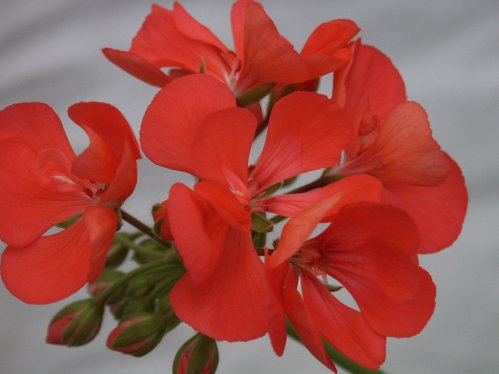 Queen of Denmark - Zonalpelargoner.