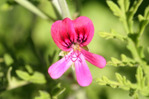 Radula Rosea - Doftpelargoner.