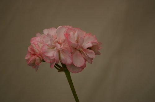 Ragers Pink - Mini- och Dv�rgpelargoner.