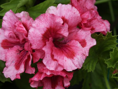 Raspberry Surprise - Engelskapelargoner.