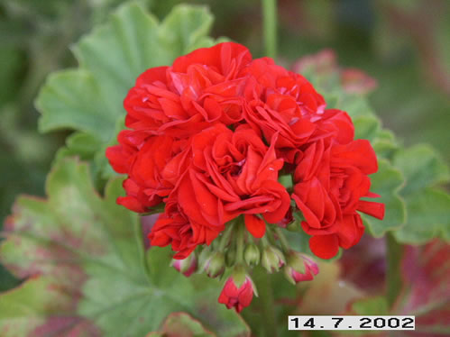 Red Rosebud - Rosenknoppspelagoner.