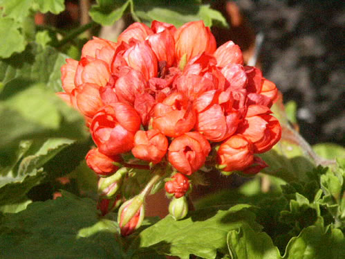 Red Pandora - Tulpan- och Fingerpelargoner .