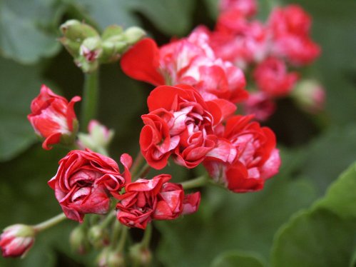Red Rambler - Rosenknoppspelagoner.