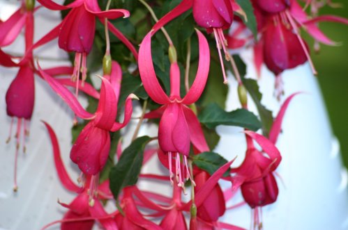 Red Spider - H�ngande Fuchsia.