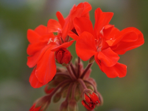 Redondo - Mini- och Dv�rgpelargoner.