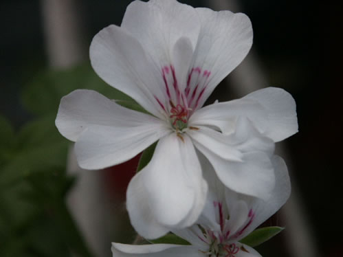 Regatta - H�ngpelargoner.