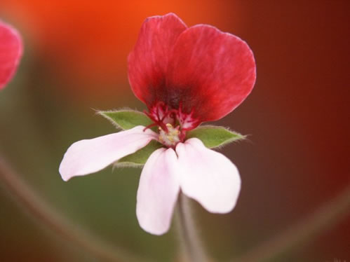 Renate Parsley - Hybrider.
