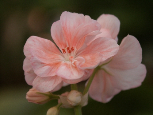 Rethas Crystal - Brokbladiga pelargoner .