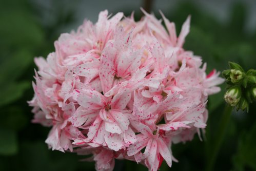 Richard Hodgeson - Stj�rnpelargoner.