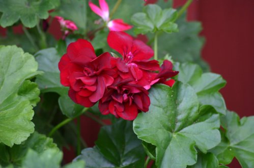 Rikea - H�ngpelargoner.