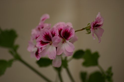 Green Rita Scheen - �nglapelargoner.